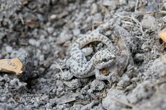 Pachydactylus punctatus