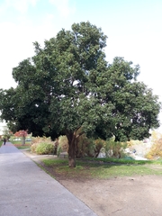 Quercus douglasii