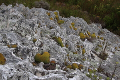 Hypodontium pomiforme