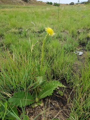 Berkheya radula
