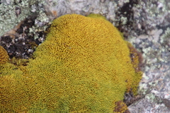Hypodontium pomiforme