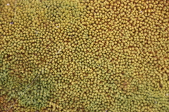 Hypodontium pomiforme