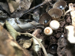 Cyathus poeppigii