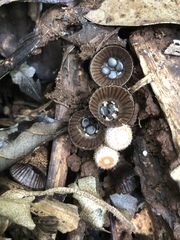 Cyathus poeppigii
