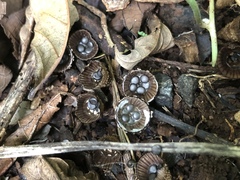 Cyathus poeppigii