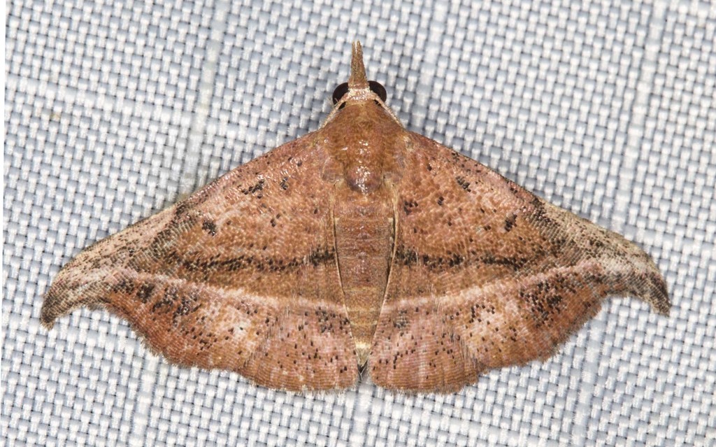 Corgatha ancistrodes