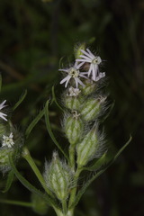 Silene disticha