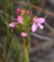 Disa vaginata