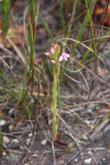 Disa vaginata