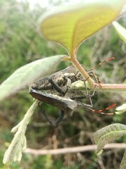 Elasmopoda valga