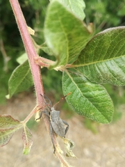 Elasmopoda valga