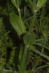 Silene disticha