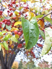 Malus floribunda