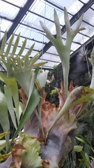 Platycerium alcicorne