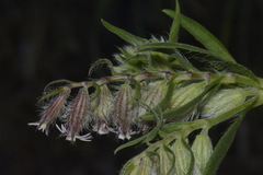 Silene disticha