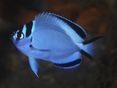 Watanabe's Angelfish photo 2