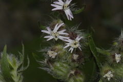 Silene disticha
