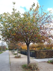 Malus floribunda