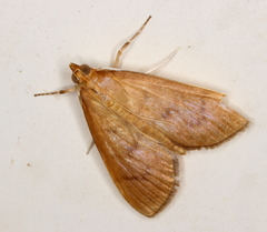 Protonoceras mitis