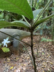 Atractocarpus hirtus