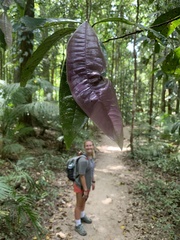 Lindsayomyrtus racemoides