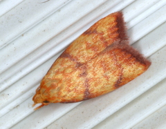 Pycnozancla acribes