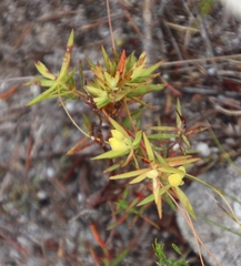 Gnidia juniperifolia
