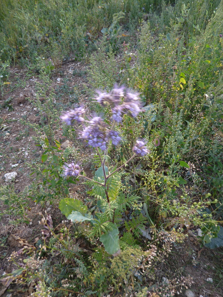 Phacelia tanacetifolia