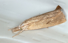 Calamotropha paludella