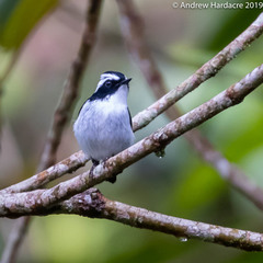 Ficedula westermanni