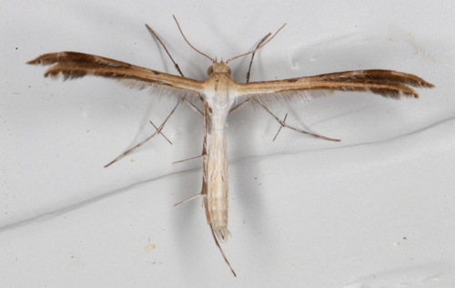 Spiderling Plume Moth