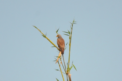 Rufous-winged Buzzard (Butastur liventer), photo 10