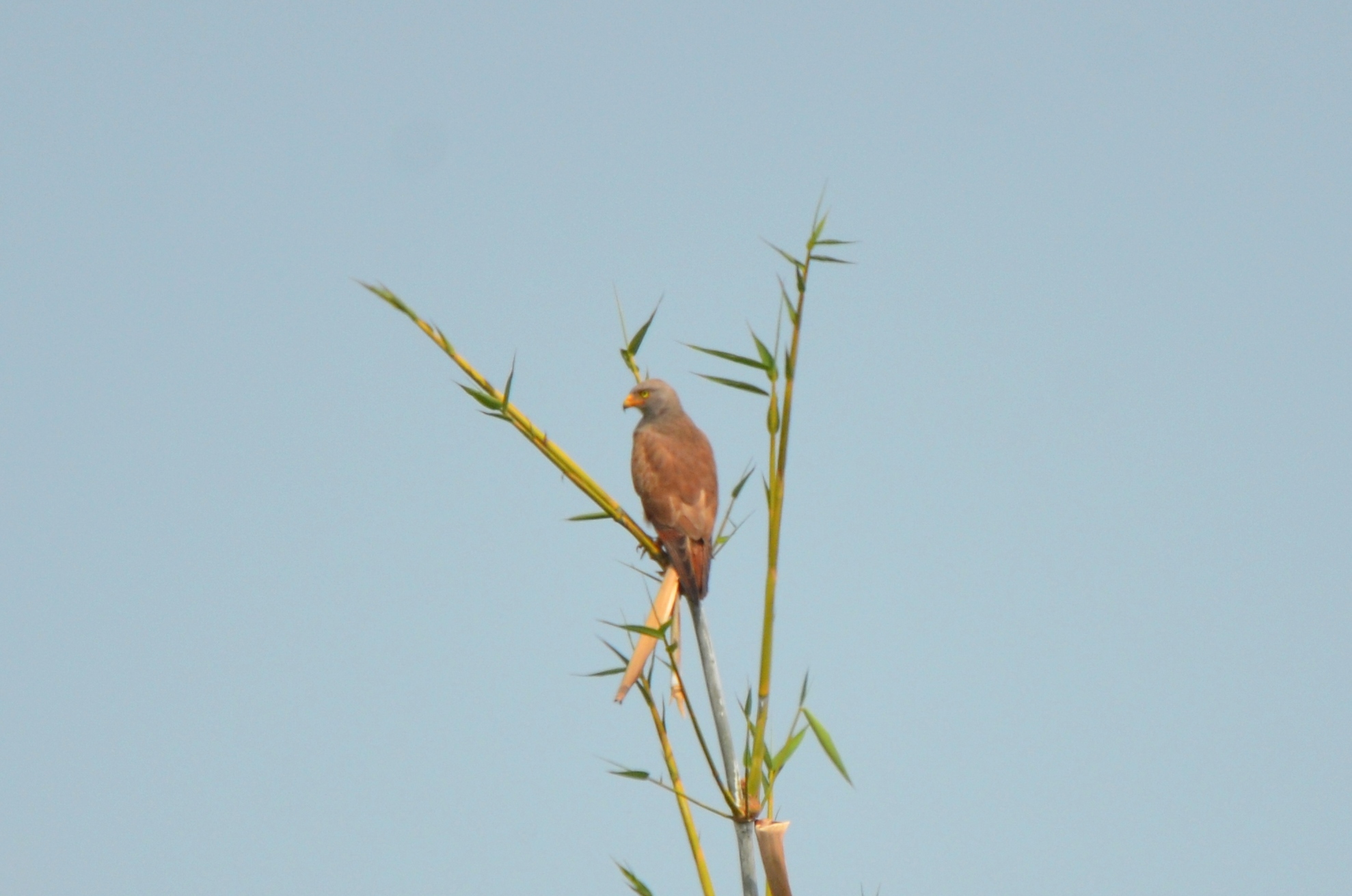Rufous-winged Buzzard