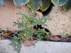 Senecio vulgaris