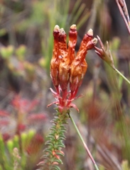 Erica aristata aristata