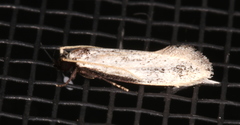 Erechthias epomadia