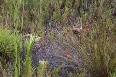 Erica aristata aristata