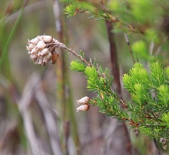 Erica tenella