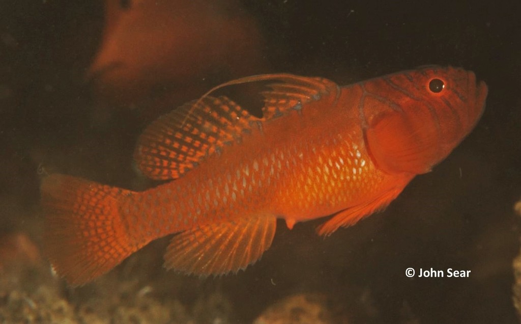 Threadfin Reefgoby