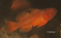 Threadfin Reefgoby photo 1
