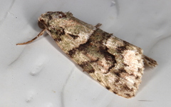 Pherechoa crypsichlora