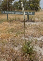 Xanthorrhoea caespitosa