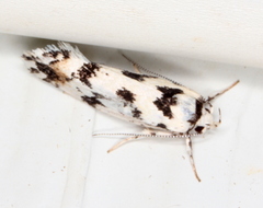 Lichenaula calligrapha