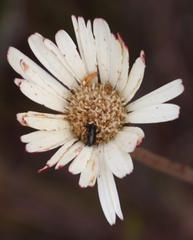 Gerbera tomentosa