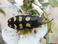 Castiarina decemmaculata
