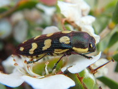 Castiarina decemmaculata