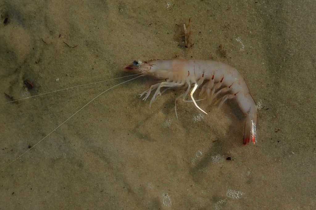 Langoustine royale (Penaeus latisulcatus)