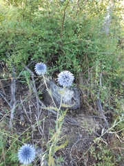 Echinops siculus