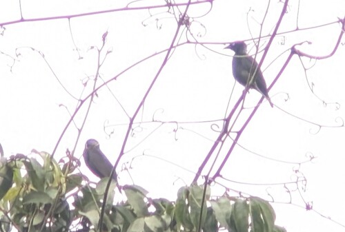 Maxwell's Black Weaver (Ploceus albinucha), photo 2