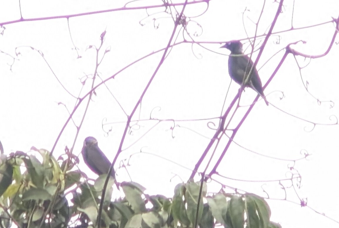 Maxwell's Black Weaver (Ploceus albinucha), photo 2